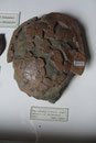 Alt-Pleistozäne Schildkrötenrest aus Tegelen/Niederlande, Teylers Museum, Haarlem/Niederlande (Foto: E. Klein)