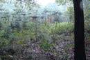 im Lintorfer Wald ... (Foto: E. Klein)