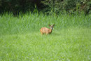 Ein "Spieser" im Stinderbachtal (Foto: E. Klein)
