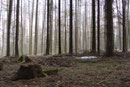 Forst bei Zeppenfeld.... (Foto: E. Klein)