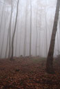 Novemberwald bei Arborn (Foto: E. Klein)