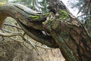 Detail einer Bonsai-Kiefer am Steinbruch "Wetzstein"/Westerwald (Foto: E. Klein)