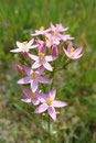 Tausendgüldenkraut (Foto: E. Klein)