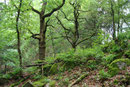 Alte Eichen am Geotop am Weg zur Hohen Ley in Mudersbach (Foto: E. Klein)