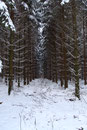 Winter am Hohenseelbachskopf (Foto: E. Klein)