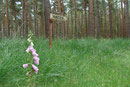 Im Brachter Wald (Foto: E. Klein)