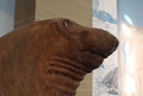 Seeelephant, Museum König, Bonn (Foto: E. Klein)