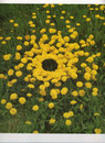 Opere di Andy Goldsworthy