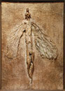 Ángel de Oro, 2009, mixed media on wood, 60x43 cm, steel frame