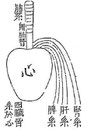 Outre le canal cardio-pulmonaire, de la base du cœur se détachent trois arcs vasculaires qui traversent le diaphragme et se rendent respectivement au rein (l'aorte), au foie (la veine cave inférieure), à la rate (probablement la veine splénique).