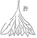 Le foie, de forme conique, ayant pour pédicule la veine cave inférieure, est tailladé de nombreuses incisures et rappelle les foies exposés sur l'étal des tripiers. Il est divisé en 7 feuillets dont 3 à gauche et 4 à droite. 