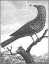 Merle bleu. Il est de la taille du merle d'Europe ; tout l'oiseau est d'un bleu violet changeant ; les plumes de la tête, du col, de la poitrine, & les petites couvertures des ailes sont terminées par une bande d'un bleu violet chatoyant.