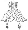 Le poumon, unique divise en segments foliacés s'insèrant au pourtour de la trachée. Il le poumon est composé de 8 feuillets et percé de 24 trous d'où s'échappe l'air. Il s'appuie contre la 3e vertèbre. Un vaisseau le met en communication avec le pharynx.