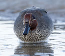Wintertaling