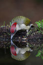 Groene Specht