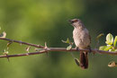 Arrow Marked Warbler