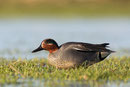 Wintertaling