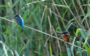 IJsvogel