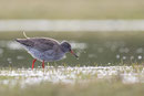 Tureluur, Common Redshank