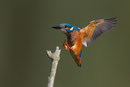 IJsvogel