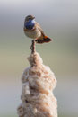 Blauwborst