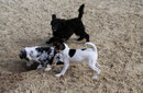 neue Freunde