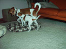 Maya in Spiellaune