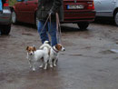 Jack-Russel, Hannah & Benny