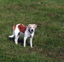 Graue Schnauze