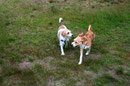 Tessa und Berni (Kromi-Hündin & Kromi-Mix-Rüde)