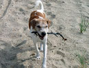 Alexa auf der Insel Föhr 2005