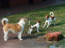 ..mit Sally und Welpe Finy 2003