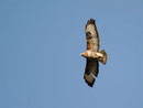 Buse variable