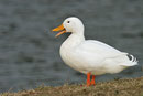 canard blanc