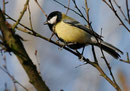 Mésange charbonnière