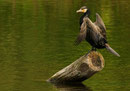 Grand cormoran