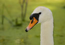 Cygne tuberculé femmelle