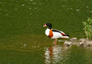 canard Tadorne de Belon