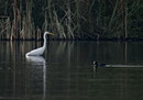Grande aigrette