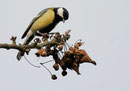 Mésange charbonnière