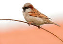 Moineau domestique