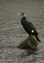 Grand cormoran