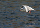 Mouettes rieuses