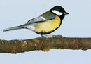 Mésange charbonnière