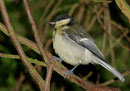 Mésange charbonnière