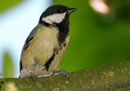 Mésange charbonnière