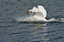 cygne tuberculé