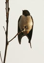 Hirondelle rustique