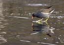 Gallinule poule d'eau