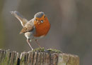 Rouge-gorge